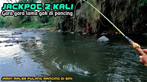 Super Gilla Lama Gak Di Pancing Ikan Nya Mulai Ngamuk Strike Terus