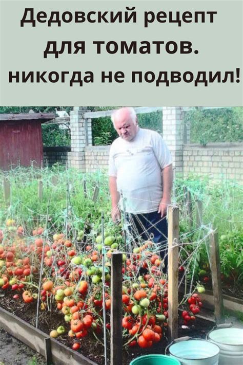 Дедовский рецепт для томатов. Никогда не подводил! | Осенний огород ...