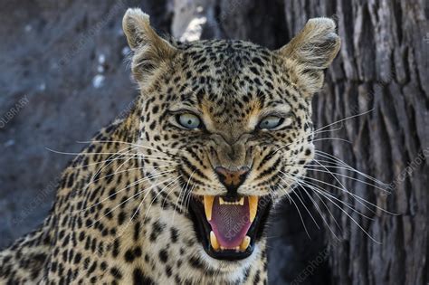 Snarling Leopard Stock Image C0545354 Science Photo Library