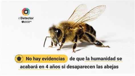 Aunque Las Abejas Desaparecieran La Humanidad Seguir A Existiendo