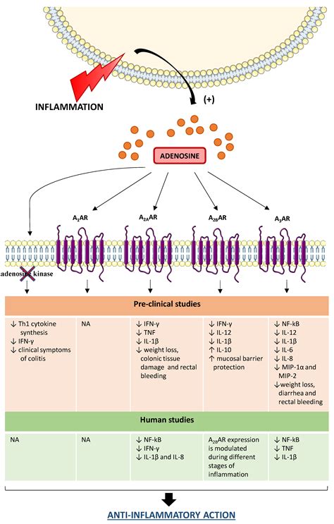 Ijms Free Full Text The Adenosine System At The Crossroads Of