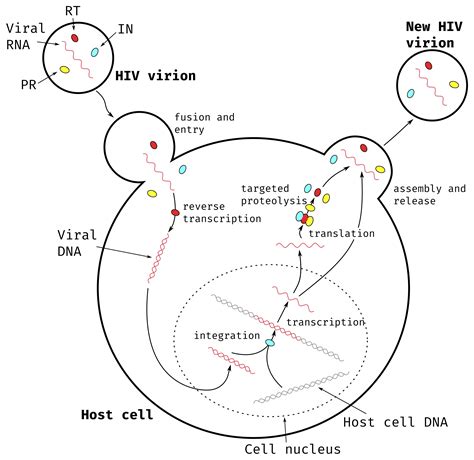 Chapter Viruses Hiv And Drug Resistance From Sequences To