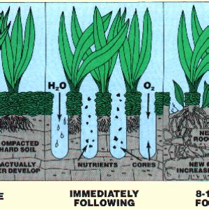 aeration-before-after | Organicscapes