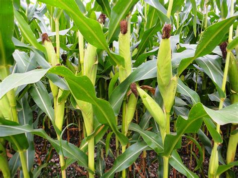 Ide 35 Gambar Pohon Jagung