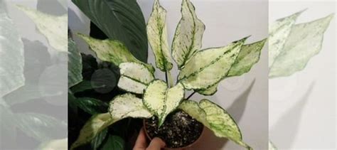 Аглаонема ферст даймонд купить в Краснодаре | Товары для дома и дачи ...