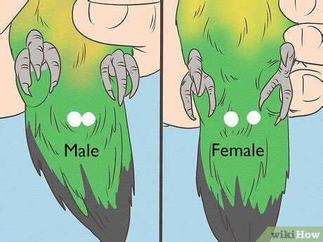 How To Determine The Sex Of A Lovebird Expert Backed Tips