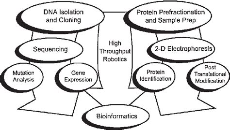 A Diagram Showing The Steps And Relationships Of Functional Genomics