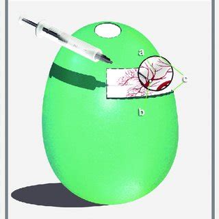 PDF Sex Determination In Ovo As A Population Management Tool For The Southern Cassowary And