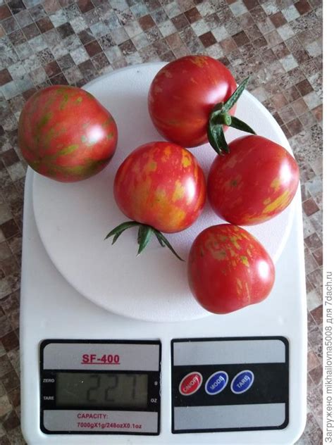 Томат Тигренок Описание Фото – Telegraph