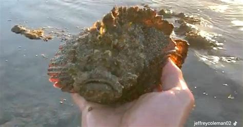 Raccoglie Un Pesce Pietra A Mani Nude Per Fare Un Tiktok Il Pi Velenoso Al Mondo Radio Deejay