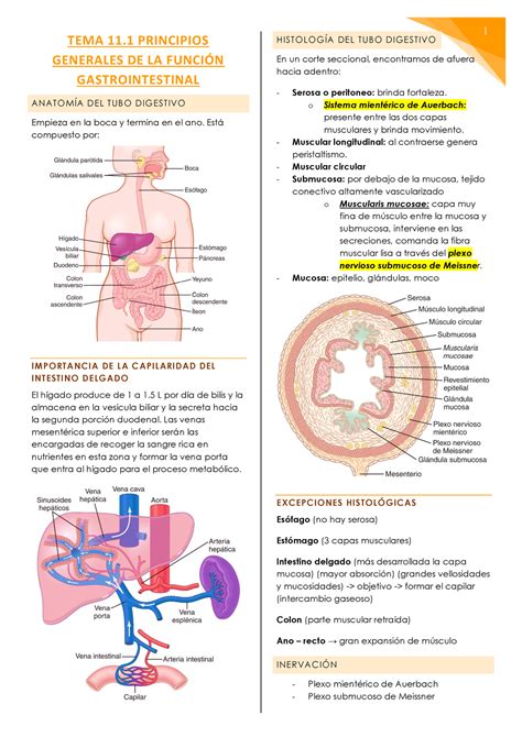 Tema Principios Generales De La Funci N Gastrointestinal Tema