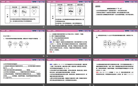 《减数分裂和受精作用》基因和染色体的关系ppt下载 第一ppt