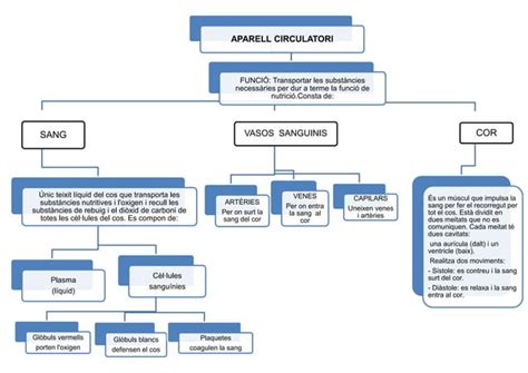 Esquema Aparell Circulatori Ppt