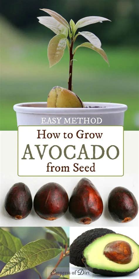 Forget The Toothpicks This Is The Easy Way To Grow Avocado From Seed