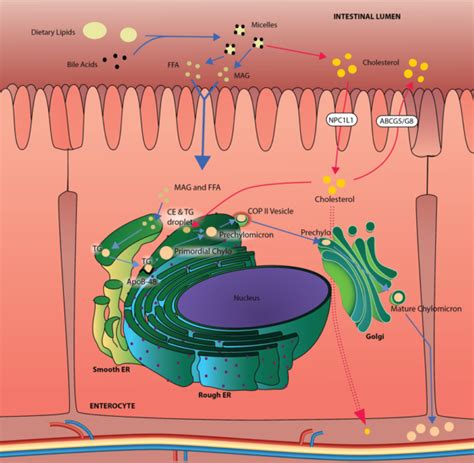 Etx Lipids Ch4 Fig9 Endotext