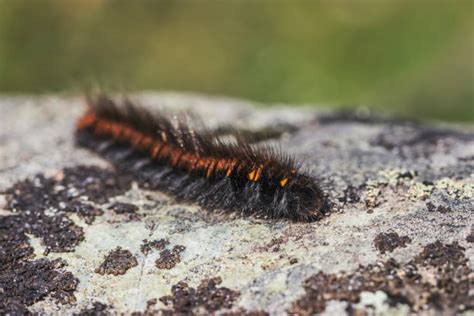 Black Fuzzy Caterpillar Stock Photos, Pictures & Royalty-Free Images ...