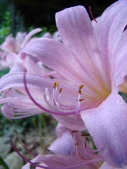 Solve Naked Lady Aka Surprise Lily Jigsaw Puzzle Online With 108 Pieces