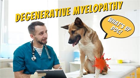 How To Care For A Dog With Degenerative Myelopathy Youtube