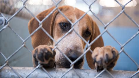 Indiana animal cruelty laws could get tougher