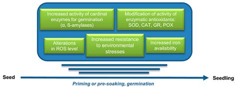 Ijms Free Full Text Nitric Oxide In Seed Biology