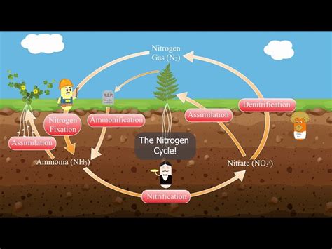 Nitrogen Cycle