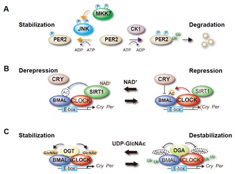 Functional Regulation Of Clock Proteins Through Post Translational