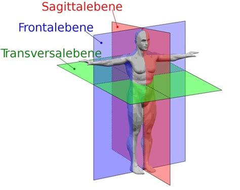 Knochen Allgemein Flashcards Quizlet