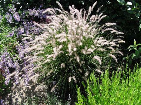 Пеннисетум Карлей Роуз: особенности и уход >> Дары природы ...