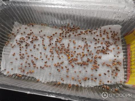 Отзыв о Семена Аэлита "Микрозелень редис" | Удачный вариант экспресс ...