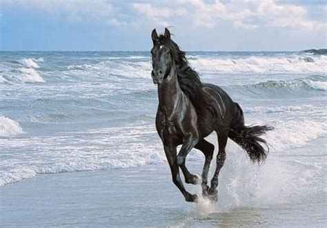 The Arabian Horse - Arabian Horses Photo (41532968) - Fanpop