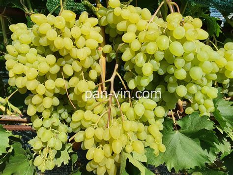 Цимус — pan-vin.com