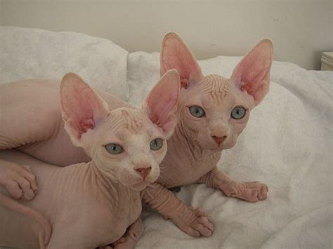 Naked Kittens Pics
