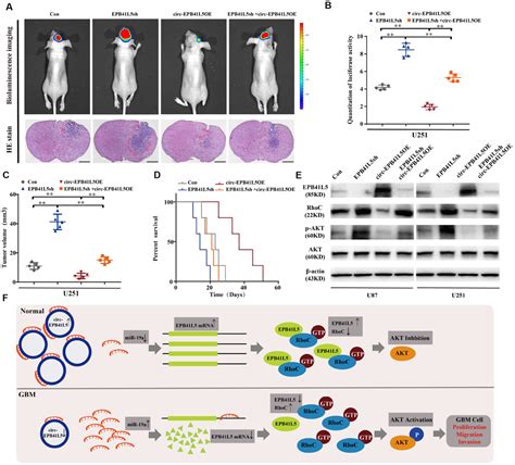 Circ Epb L Regulates The Host Gene Epb L Via Sponging Mir A To