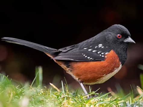 35 Backyard Birds In California With Pictures And Identification