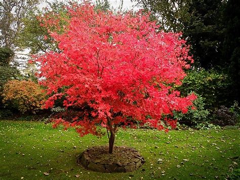 Osakazuki Japanese Maple For Sale Online | The Tree Center