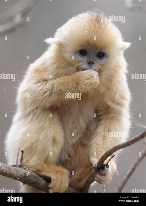 Golden snub nosed monkey baby hi-res stock photography and images - Alamy