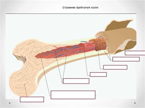 The Ultimate Guide To Understanding Northern Pike Y Bone Diagram