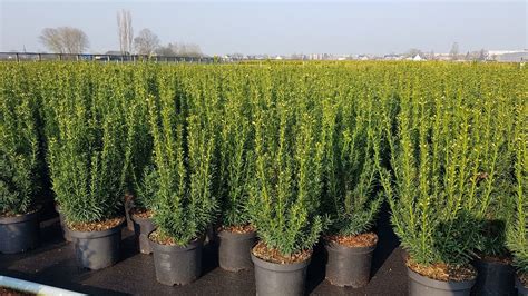 Taxus Media Hillii Cm In Pot Kopen Taxusbestellen Nl Taxus