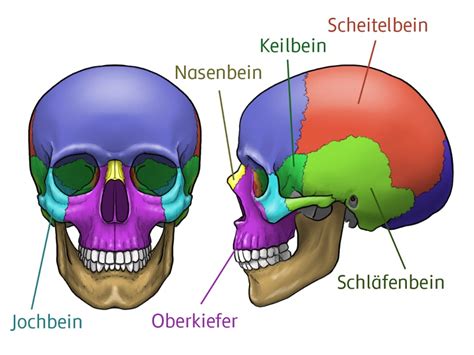 Der Sch Del Des Menschen Biologie Schubu