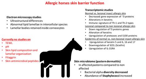 Skin Barrier in Normal and Allergic Horses: What Do We Know?