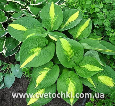 Хоста «Ann Kulpa/Энн Кульпа» - Интернет-магазин cvetochki.com.ua