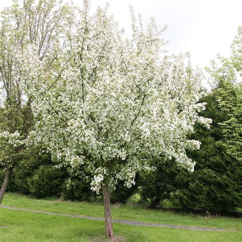 Buy Crab Apple Malus John Downie Delivery By Waitrose Garden