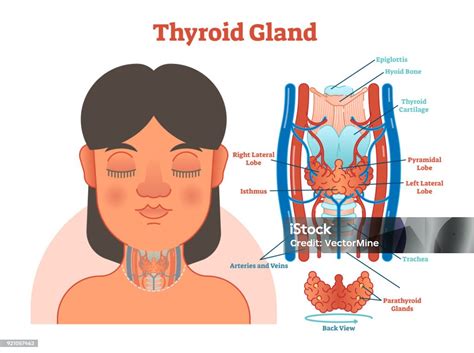 Diagram Ilustrasi Vektor Anatomi Kelenjar Tiroid Skema Medis Pendidikan