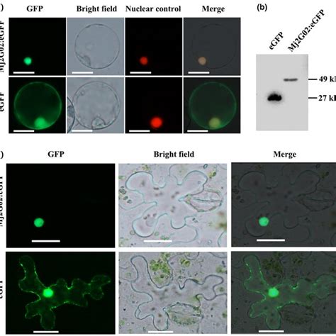 Subcellular localization of Mj2G02 in plant cells. (a) pCambia ... 