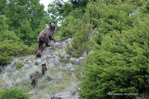 Eurasian Brown Bear Greek Nature Encyclopedia