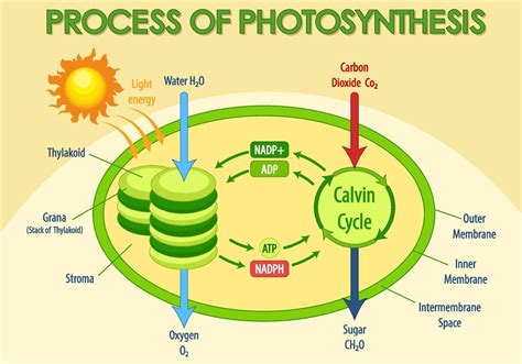 Photosynthesis Cycle