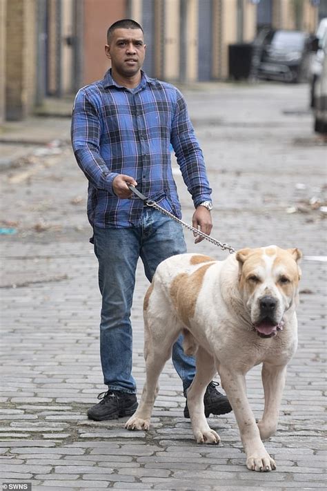 Man's BEAST friend! Life with Kenzo - the 6ft dog who is mistaken for a LION | Daily Mail Online