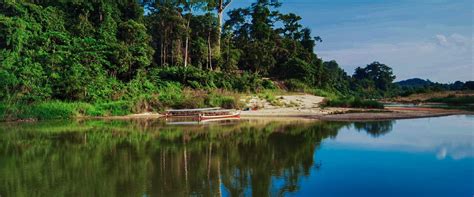 Resort in Taman Negara - Mutiara Taman Negara