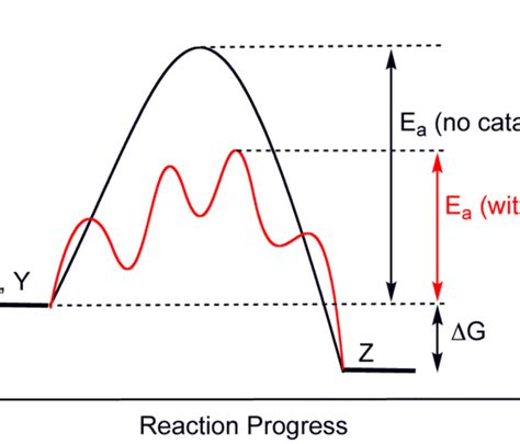 Difference Between Catalyst and Enzyme | Definition, Characteristics ...