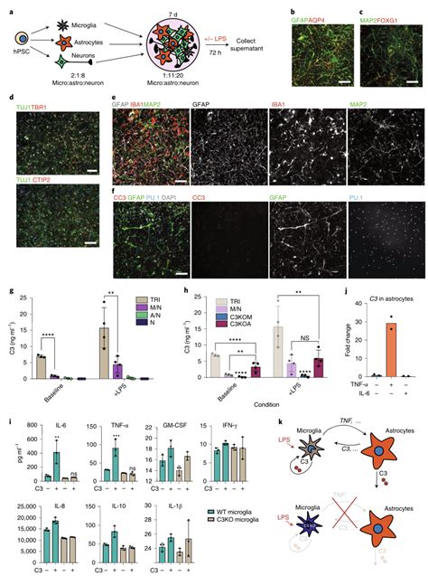 Nat Neurosci重磅：研究小胶质细胞、星形胶质细胞和神经元之间的相互作用的新帮手 干细胞 新浪新闻